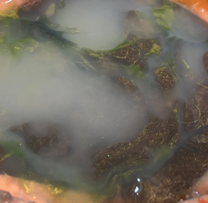 _organic_robot's tweet image. returning to the swamp tonight!