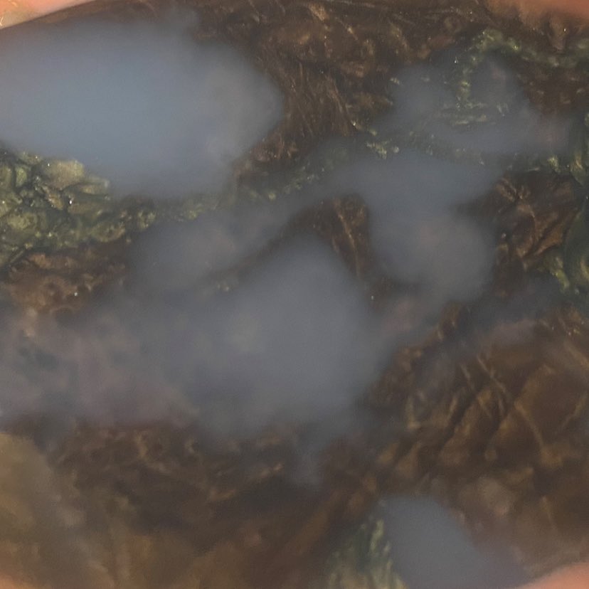 _organic_robot's tweet image. returning to the swamp tonight!