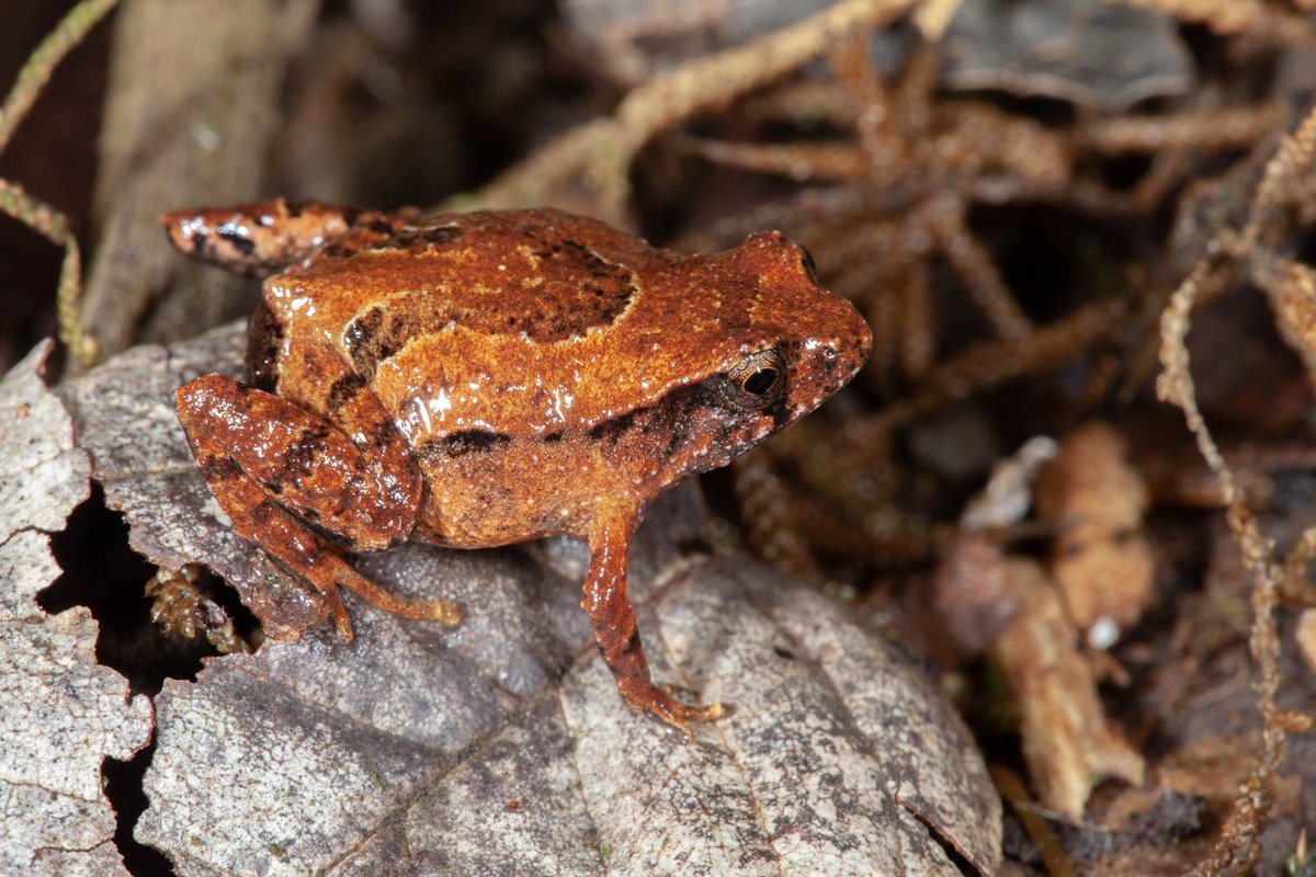 Stephen Mahony (@svmahony) on Twitter photo Today in Zootaxa we describe a frog Assa wollumbin after the Bundjalung name for its mountain home. The tweed caldera is thought to have erroded over ~23 million years eventually isolating this species. doi.org/10.11646/zoota… #NewSpecies #Zootaxa #WildOz <a href="/Zootaxa/">Zootaxa updates</a> Today in Zootaxa we describe a frog Assa wollumbin after the Bundjalung name for its mountain home. The tweed caldera is thought to have erroded over ~23 million years eventually isolating this species. doi.org/10.11646/zoota… #NewSpecies #Zootaxa #WildOz <a href="/Zootaxa/">Zootaxa updates</a>