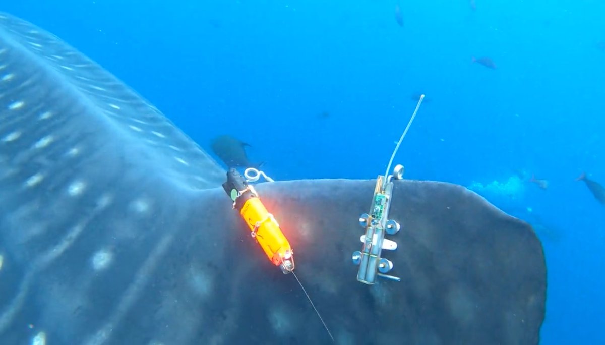 BitacoraEc's tweet photo. 🦈Una tiburón ballena de 11 m y 14 ton fue marcada en la Reserva Marina de #Galapagos y su dispositivo satelital ahora está en #Manta 

🚢Otro caso de #PescaIncidental de una especie protegida  que involucraría a barcos pesqueros #cerqueros industriales
📰https://t.co/S4EMsrNFWx https://t.co/AchyPjTBfl