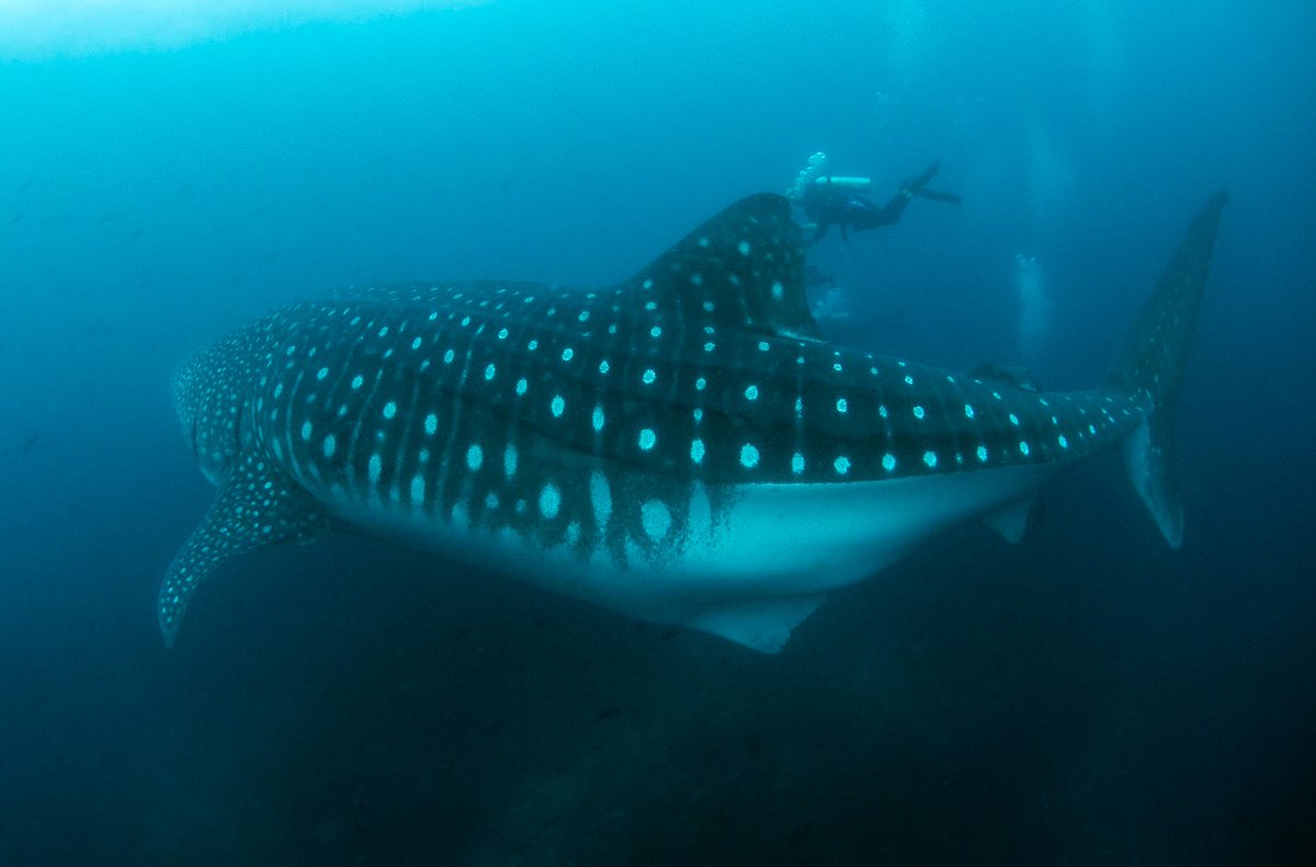 BitacoraEc's tweet photo. 🦈Una tiburón ballena de 11 m y 14 ton fue marcada en la Reserva Marina de #Galapagos y su dispositivo satelital ahora está en #Manta 

🚢Otro caso de #PescaIncidental de una especie protegida  que involucraría a barcos pesqueros #cerqueros industriales
📰https://t.co/S4EMsrNFWx https://t.co/AchyPjTBfl