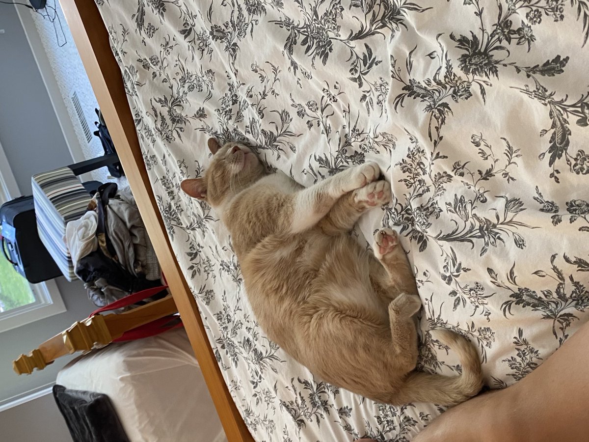 atcplug's tweet photo. @CommunalCats Here's my cat after a long day of "work".
!Purr
#whitelistchallenge https://t.co/3NOYgPRPHM
