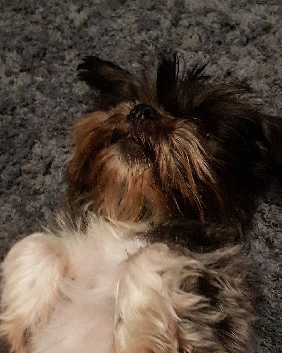 FleminJayne's tweet photo. @BitLifeApp Lasapso cross with a pug 🙏 
This is Prue! A 6 year old cross. She was named after Prue from Charmed and is crazy and bossy but so cute and amazing. Her favourite thing to do is roll around on the floor or sit on ya lap and watch tv. 💕 https://t.co/QLEXlY9nEZ