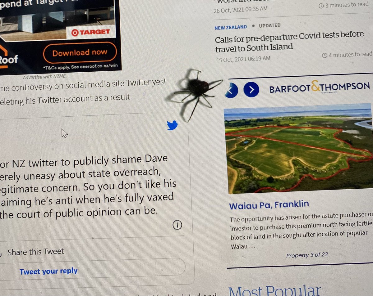 LeahPanapa's tweet photo. Nearly s#%t myself this morning when a spider ran across my screen while on @nzherald Its part of some advertising/halloween?? π± Iβm sure some people couldnβt handle it and shut down the site?! #arachnophobia #toorealistic https://t.co/UDFyWc1LBf