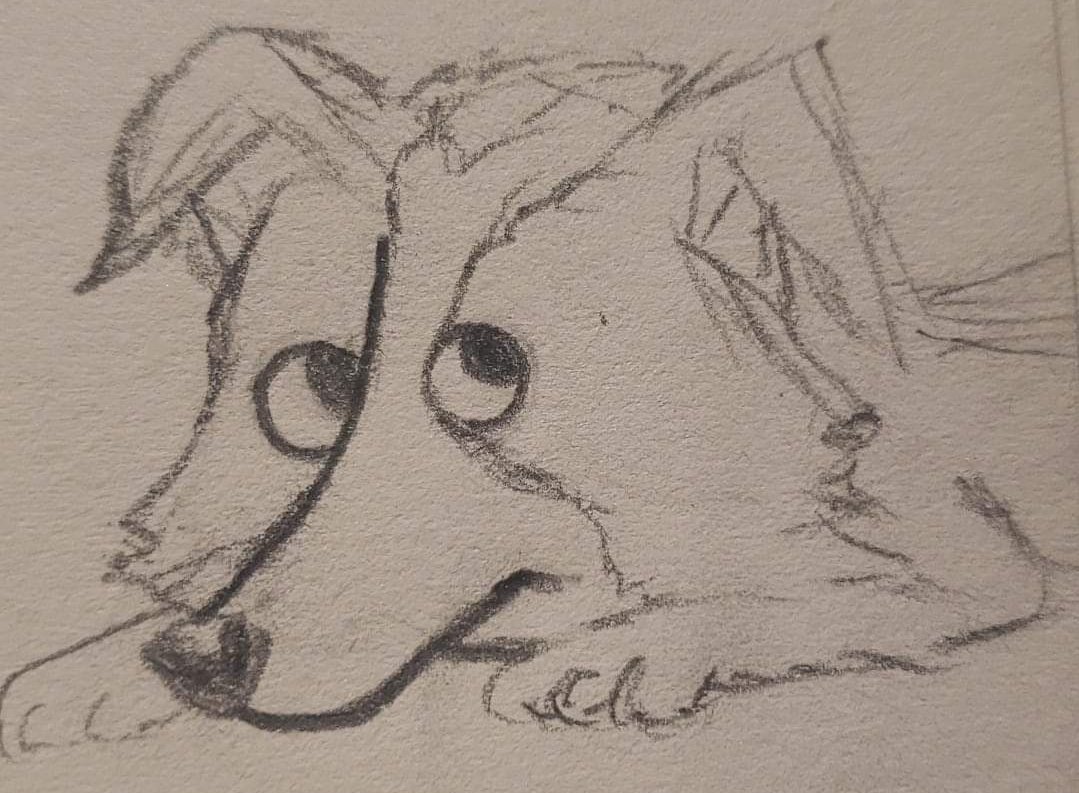 I drew my puppy Bea Arthur #puppy #puppysketch #sketch