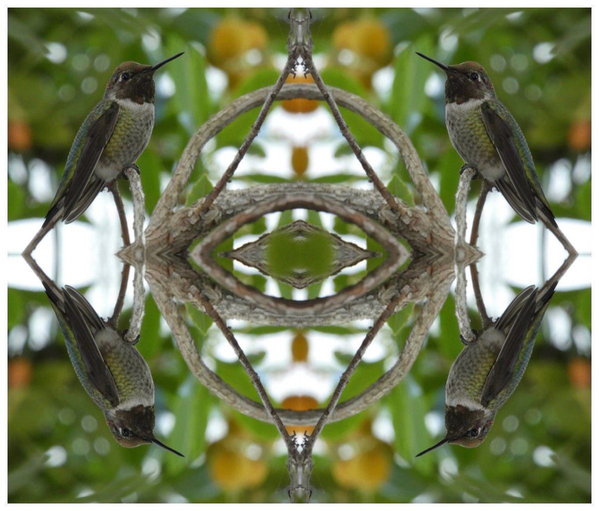 BethDuncan's tweet image. Kaleidoscope photography projects are starting to roll in! @Photoshop #invert #designandlayout @RMMSbulls #disrupttheperception