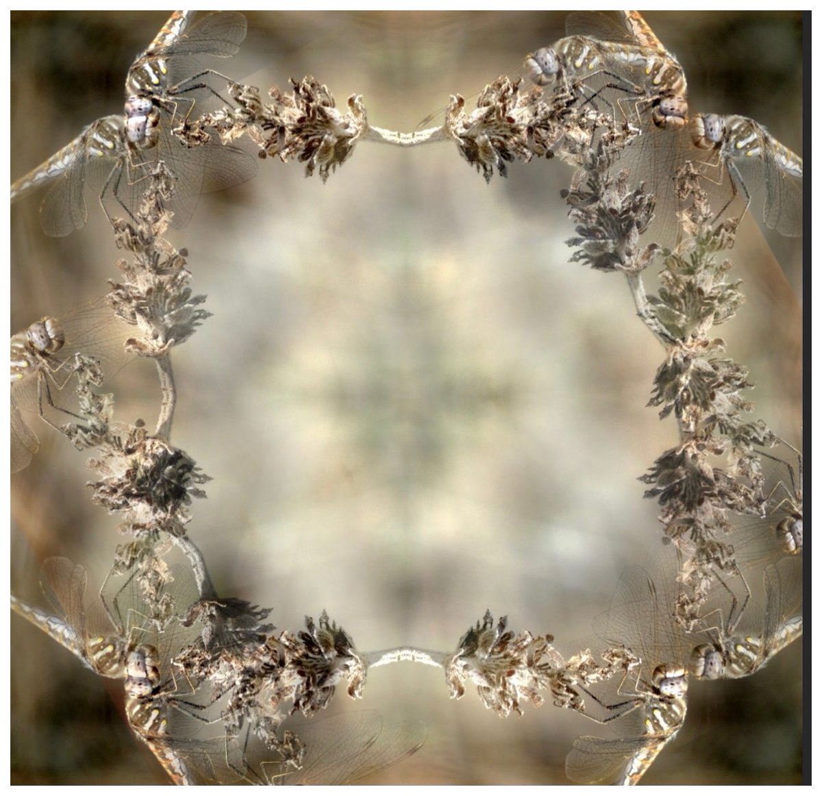 BethDuncan's tweet image. Kaleidoscope photography projects are starting to roll in! @Photoshop #invert #designandlayout @RMMSbulls #disrupttheperception