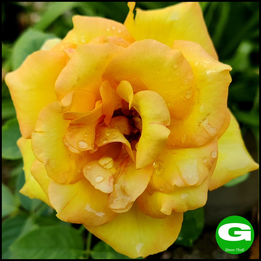 greenchats's tweet photo. And now My Pretty Yellow Rose is in full bloom...
#greenchats #gardening #terracegarden #blooms #flowers #plants #yellow #yellowflowers #rose #yellowrose #fullbloom #picoftheday #dailymacro #itwasallyellow #flowerpower #viralposts #beauty #beautiful #love #rosegarden #bhfyp https://t.co/dWe0AVruYs