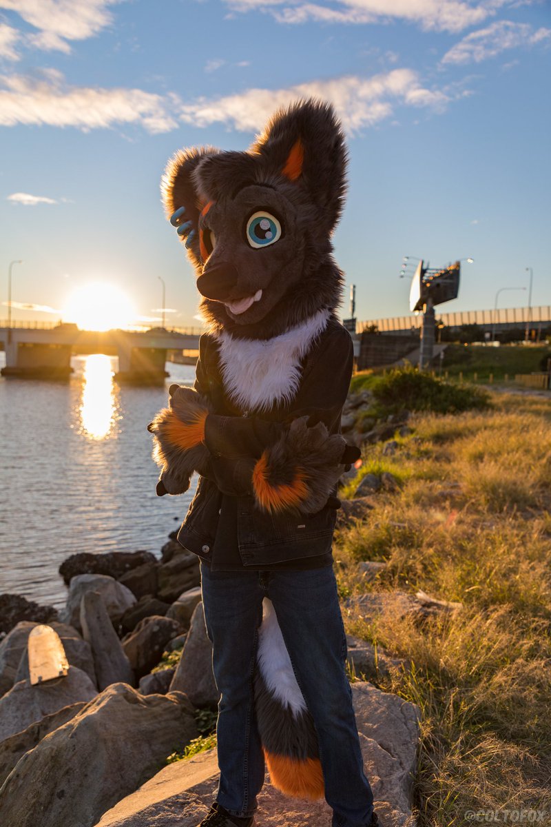 CruiseTheDingo's tweet image. Ahoyhoy! I'm Cruise! Basically a gay dingo here to cause chaos and give hugs. Join me on my escapades as i cause gay chaos everywhere I go! ๐ ๐๐๐