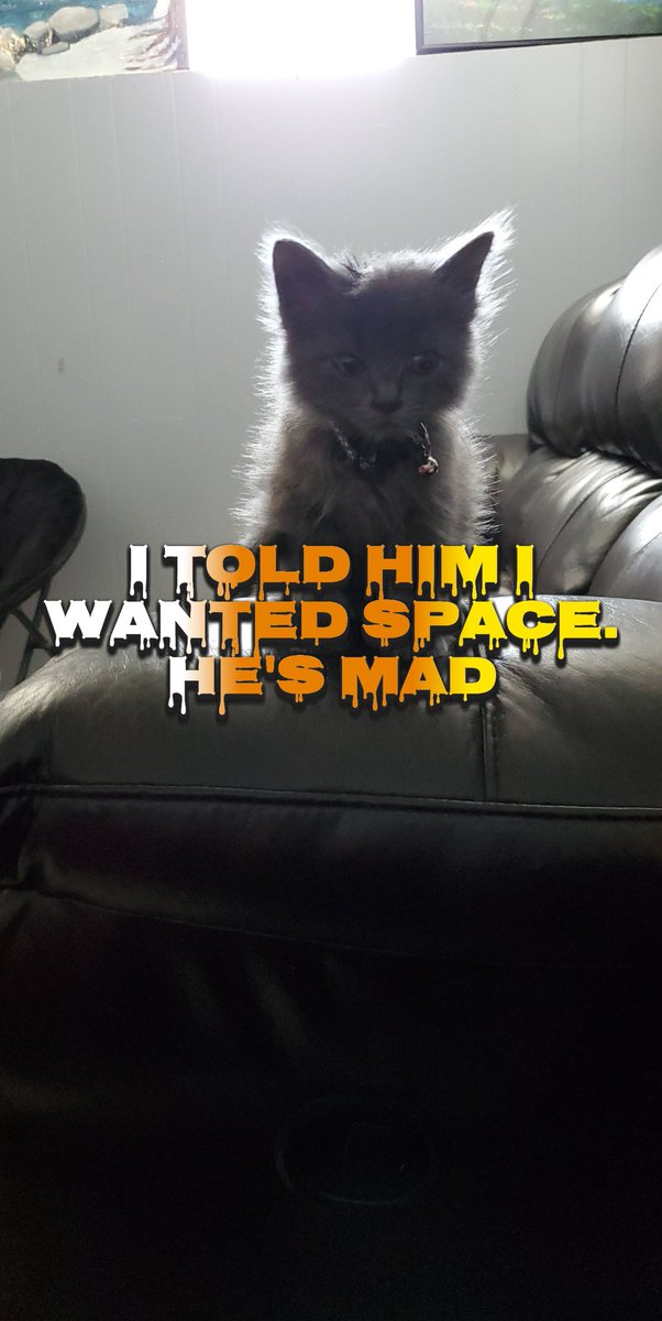 Jessica081074's tweet photo. Storm is upset because I told him I needed space. Lol π.
#madkitty #kitty #kitten https://t.co/4PS6p4ZtEt