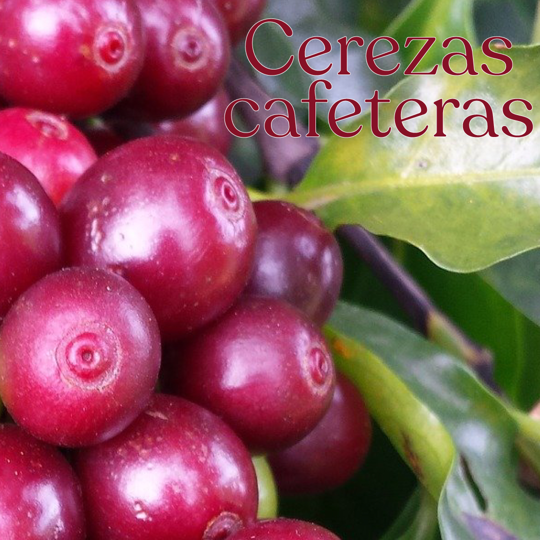 Café Conserva tweet media