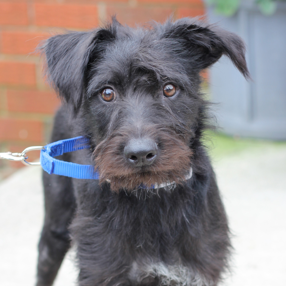 petrescueny's tweet photo. 🚨Scruffy dog alert!🚨 Check out these cutie pies! We are now accepting applications for these adorable new arrivals. To adopt, visit https://t.co/IdjBEWtOSB & fill out an adoption application. They won't last long!
#scruffydog #terriermix #scruffydogs https://t.co/YgUfN9Fy0C