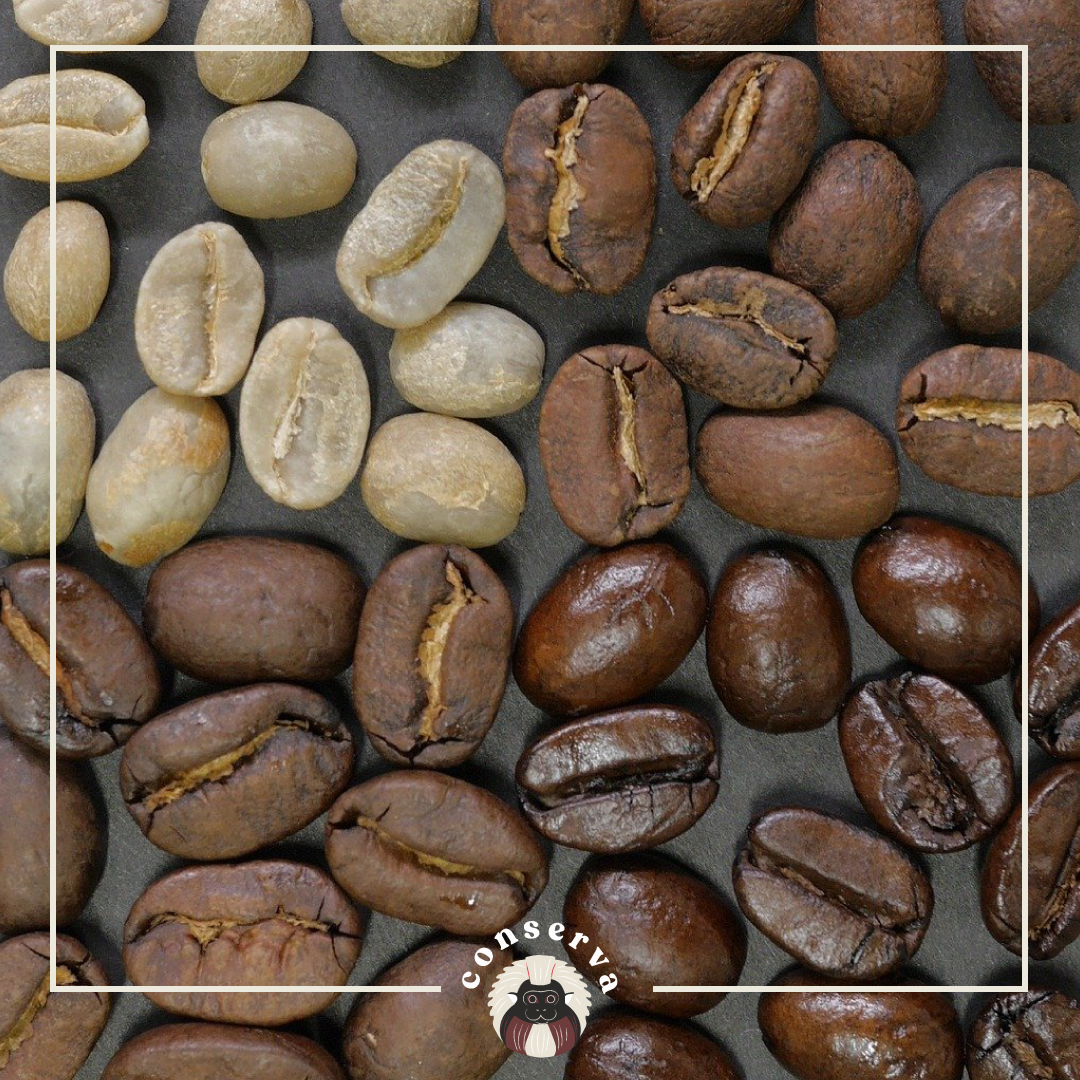 Café Conserva tweet media