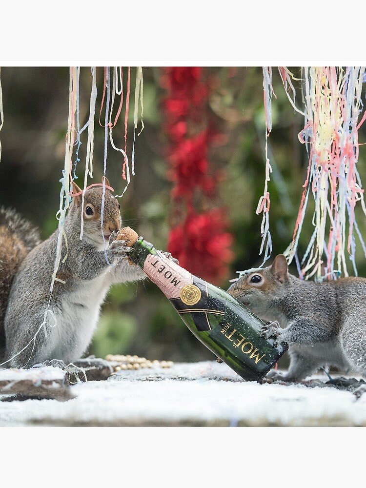 STEMSquirrels's tweet photo. It’s our first anniversary of being on social media! And we want to thank everybody who uses #SquirrelNet and follows us! 🥳 https://t.co/CeZat9UCXA