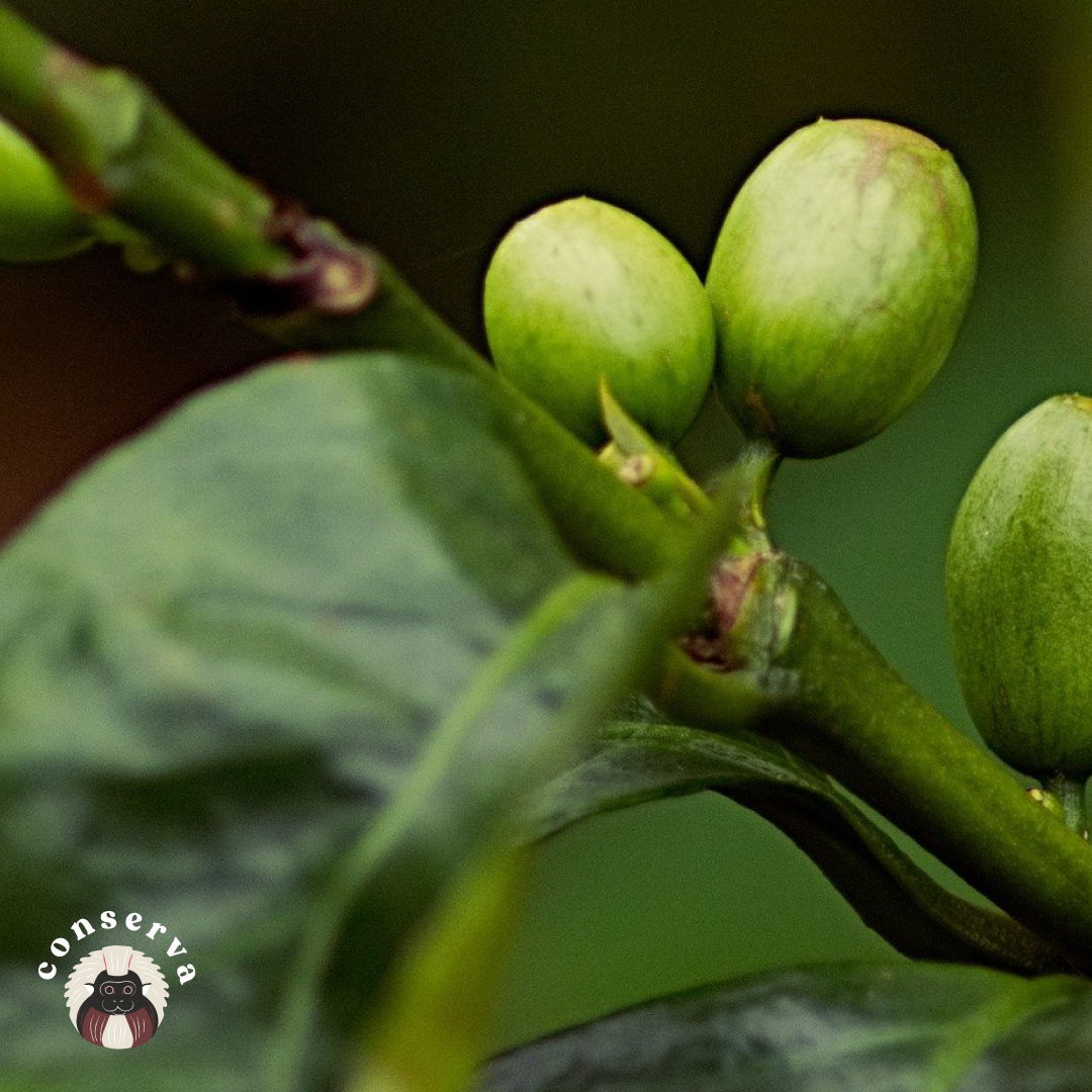 Café Conserva tweet media