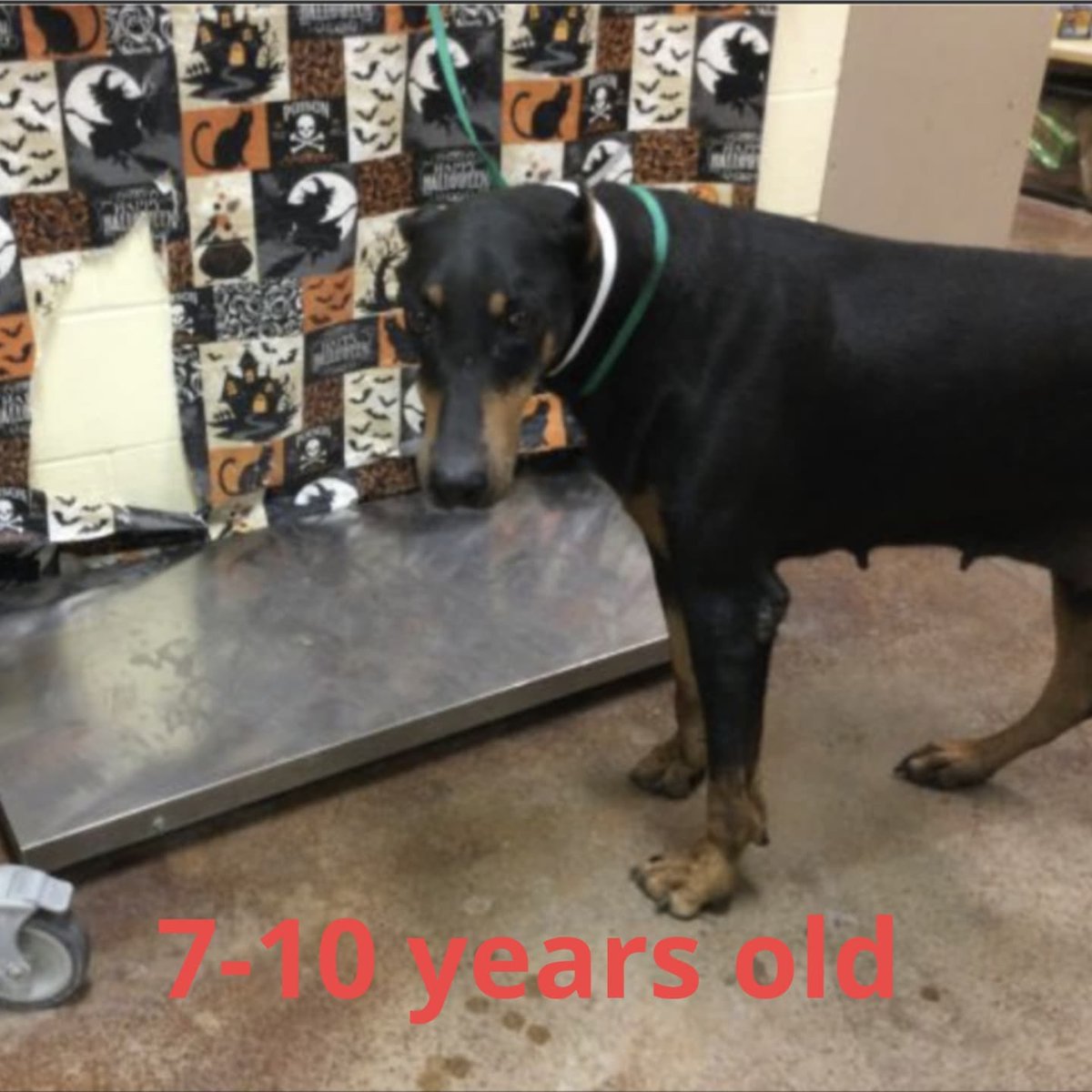 dogsmatter_'s tweet image. instagram.com/p/CVeRDxipcZg/
📣 🆘 ON EUTHANASIA LIST! ...
#A1644345 #doberman #dobermanrescue #saveme #fosterme #lastcall #euthlist #redlist #shelterdog #urgent #rescueme #fosteringsaveslives #dogs #shelterdogs #animalrescue #adoptme #adoptdontshop #rescue #rescuedog #