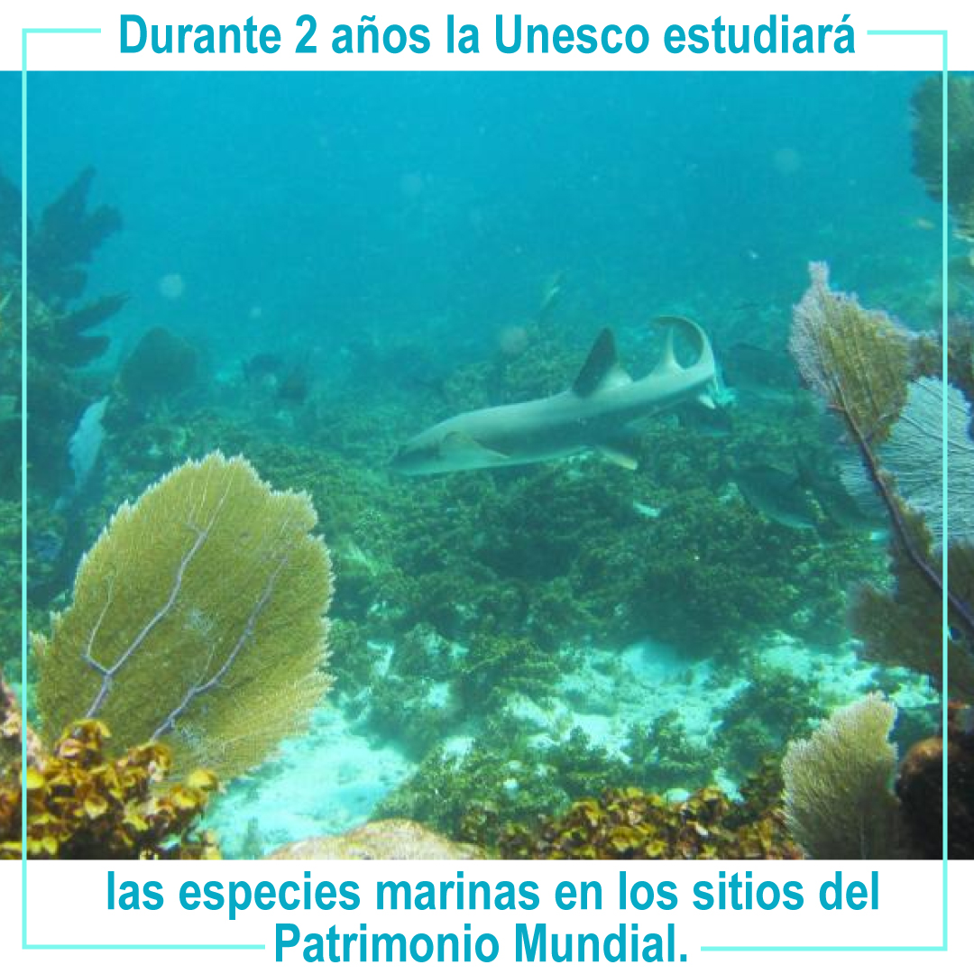 conservaco's tweet photo. El objetivo del estudio es hacer un seguimiento de las especies marinas en los sitios del Patrimonio Mundial y ayudar a medir la vulnerabilidad de la biodiversidad ante el calentamiento global.

Via @eltiempo 
https://t.co/fpVBPIDsvA  

#AnimalesSilvestres #AnimalesLibres https://t.co/bFOrpIgWcx