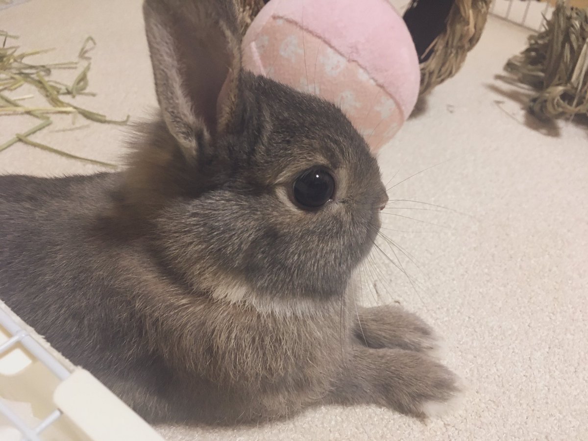 おはぎ 横顔美人