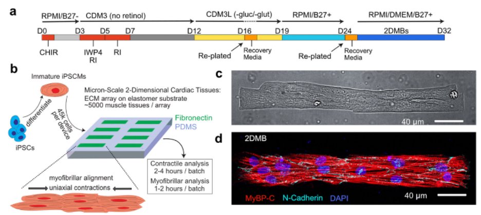 Adam Helms (@adamhelmsmd) on Twitter photo Excited to share our work on iPSC-derived 2D cardiac muscle bundles. Accessible and reproducible contractile assessment, insights on cardiac development, disease modeling. Read <a href="/NatureComms/">Nature Communications</a> rdcu.be/cz3pD <a href="/BakerLaboratory/">Baker Lab</a> <a href="/LoriLIsom1/">Dr. Lori L. Isom</a> <a href="/yuweiwu_imb/">yuweiwu_imb</a> <a href="/umichCVC/">U-M Health Frankel CVC</a> Excited to share our work on iPSC-derived 2D cardiac muscle bundles. Accessible and reproducible contractile assessment, insights on cardiac development, disease modeling. Read <a href="/NatureComms/">Nature Communications</a> rdcu.be/cz3pD <a href="/BakerLaboratory/">Baker Lab</a> <a href="/LoriLIsom1/">Dr. Lori L. Isom</a> <a href="/yuweiwu_imb/">yuweiwu_imb</a> <a href="/umichCVC/">U-M Health Frankel CVC</a>