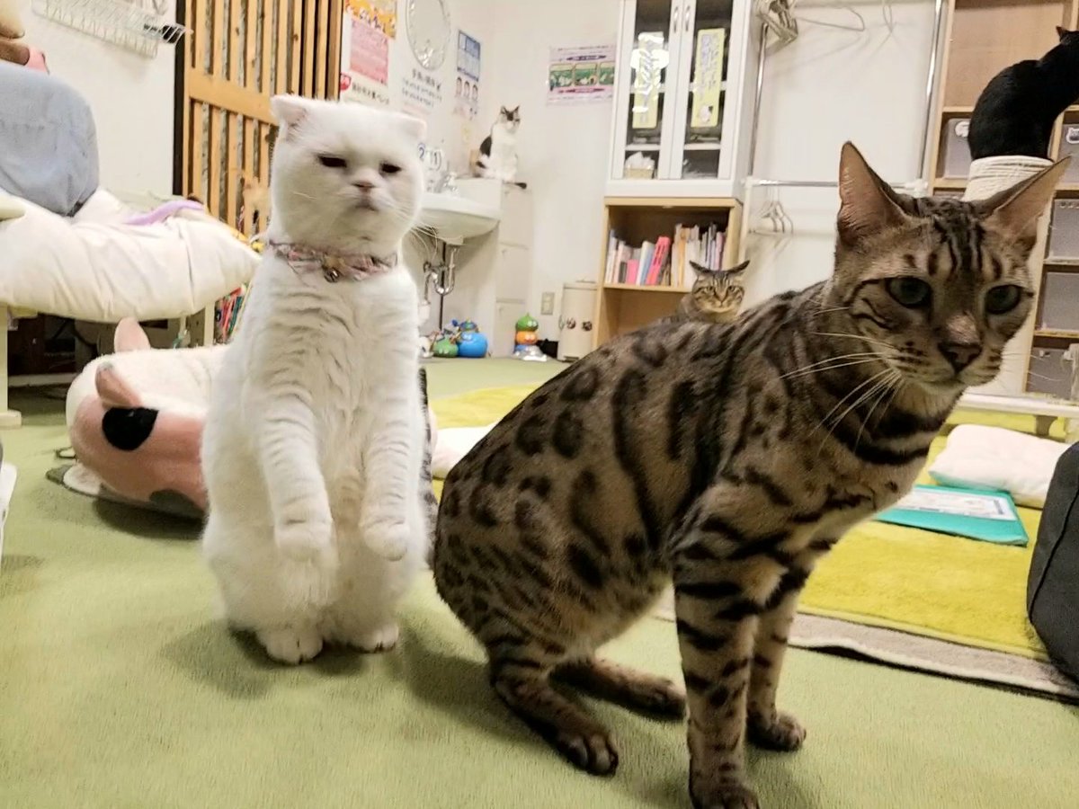 ねこカフェ 猫八 Cafeneko8 Twitter ねこカフェ 猫八 Cafeneko8 Twitter