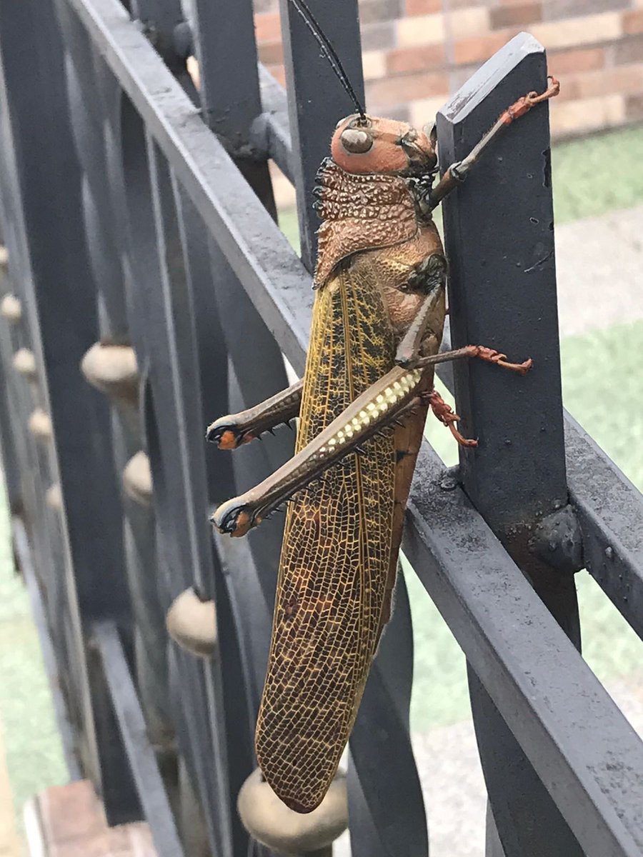Este fin del mundo no deja nada a la imaginación, nos llegaron a Popayán estas vainas. En serio no más, ya envíen el meteorito.