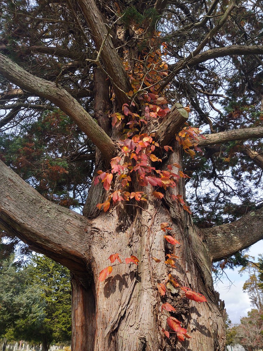 metaphoralaura's tweet photo. I listened to their stories and made hundreds of new friends today. #FallInConnecticut
#NewLondon
#DearlyDeparted
#ILoveCemeteries https://t.co/ESgLBfpPdD