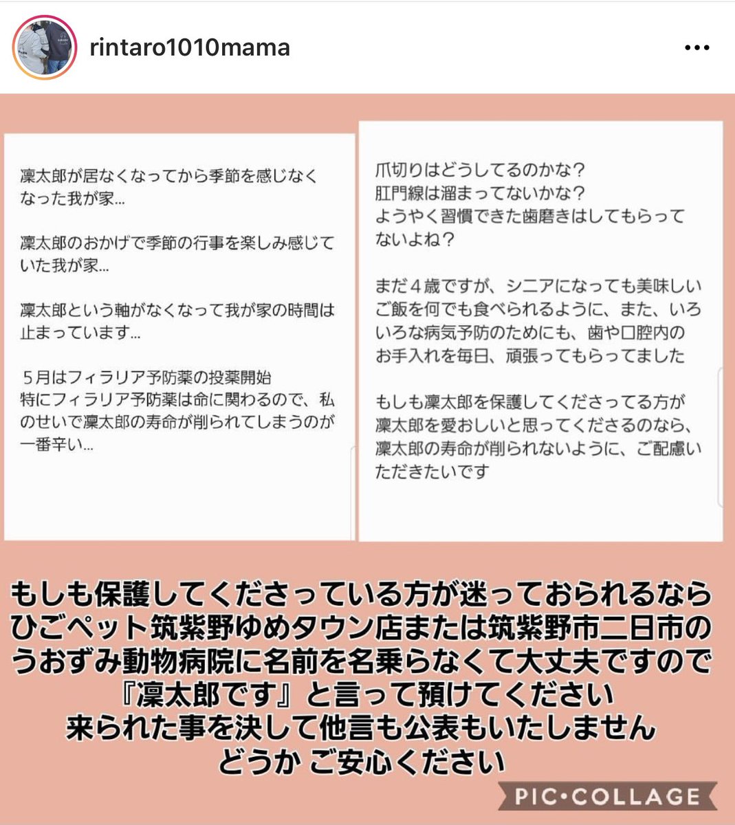 rintaro_maigo's tweet photo. #迷子犬りん太郎 #迷い犬 #福岡
・2/16 福岡県筑紫野市 天拝湖周辺で失踪
・チワワとダックスのミックス
・黒茶、5歳
・人見知り犬見知り

☑️迷子の黒い小型犬を見ませんでしたか？

☑️現在は、保護して頂いて別のお家で暮らしている可能性あり

↓インスタグラム
https://t.co/5TDqByneJT https://t.co/86LyMOWyjc