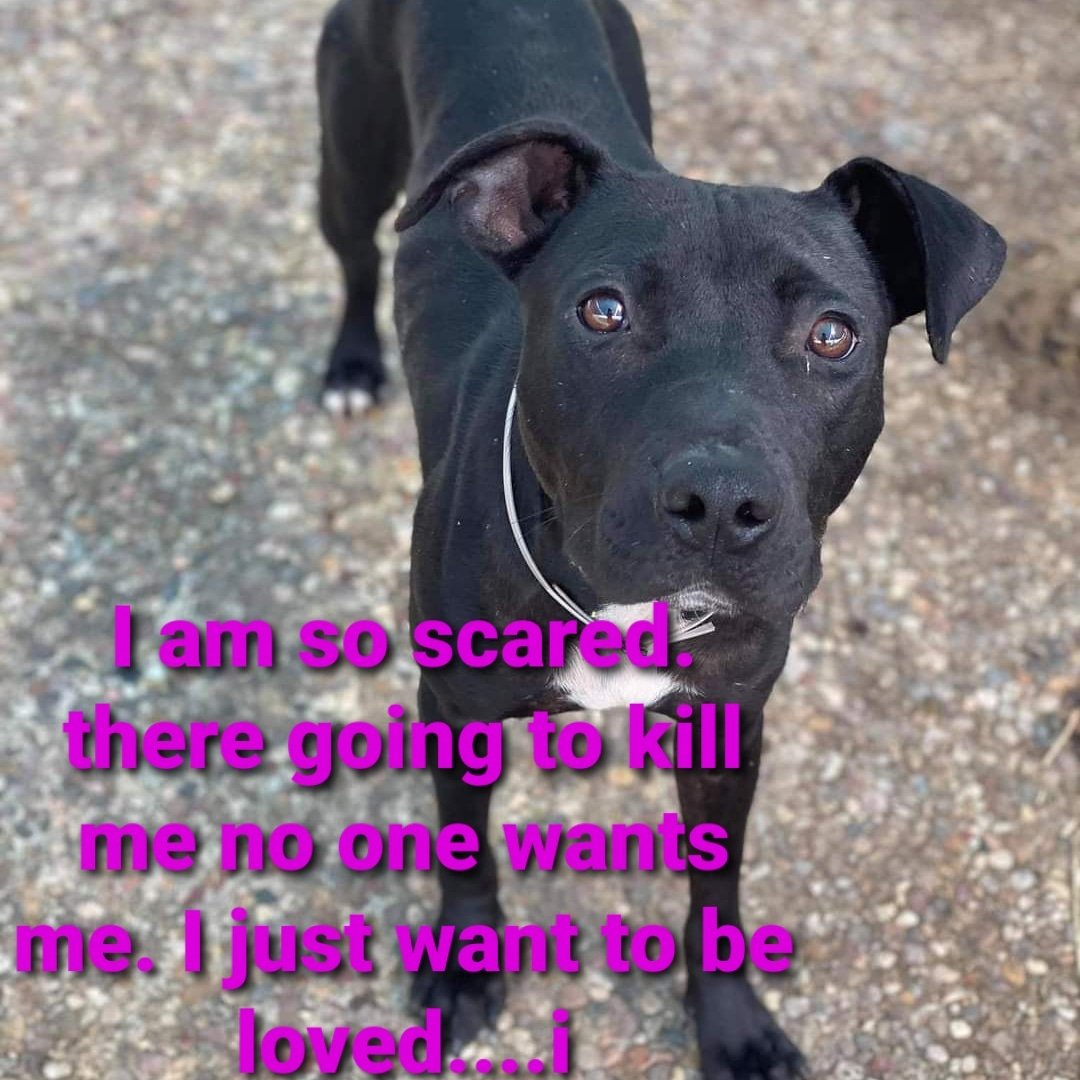 🆘📣🆘10/25 UPDATE:Sweet Ingrid needs a hero‼️ She needs a hold by 𝟵𝗮𝗺 𝗧𝗨𝗘𝗦𝗗𝗔𝗬 𝟭𝟬/𝟮𝟲. She won’t be extended again.💔 BARC TX

💖