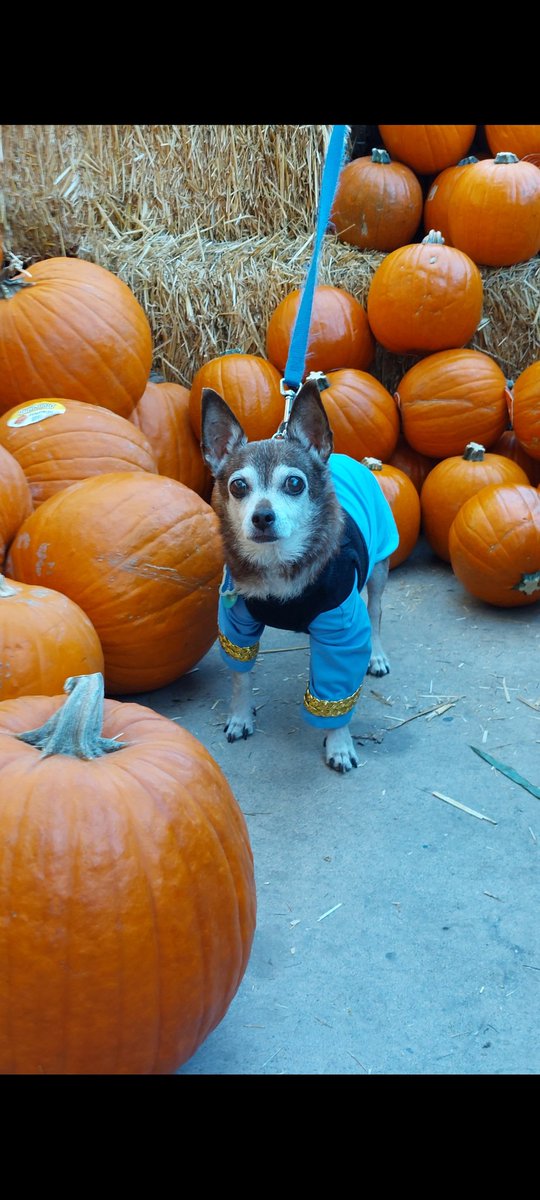 DiodeDave's tweet photo. @dog_rates 
Rico Suave in his 🖖 Spock costume all ready for Halloween 🎃 https://t.co/qpnwt6nXUb