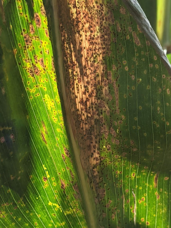 SDSU Extension Plant Pathology tweet media