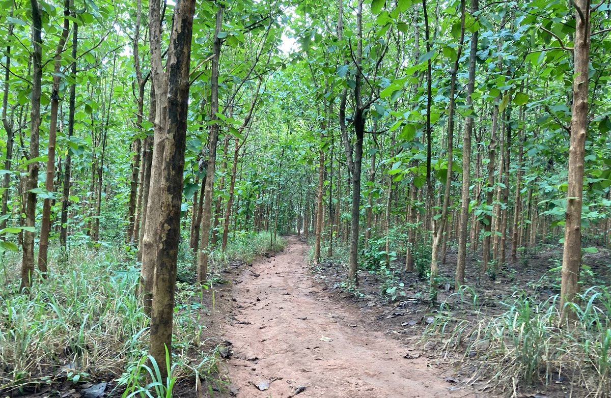 Mere Plantations tweet media