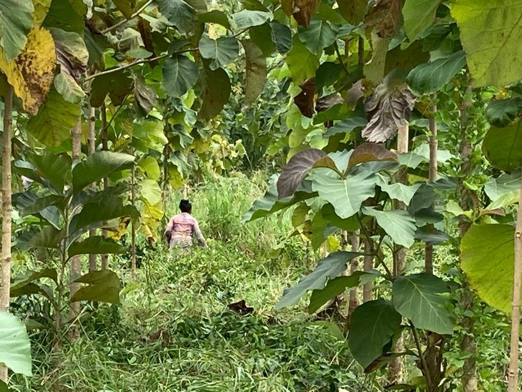 Mere Plantations tweet media