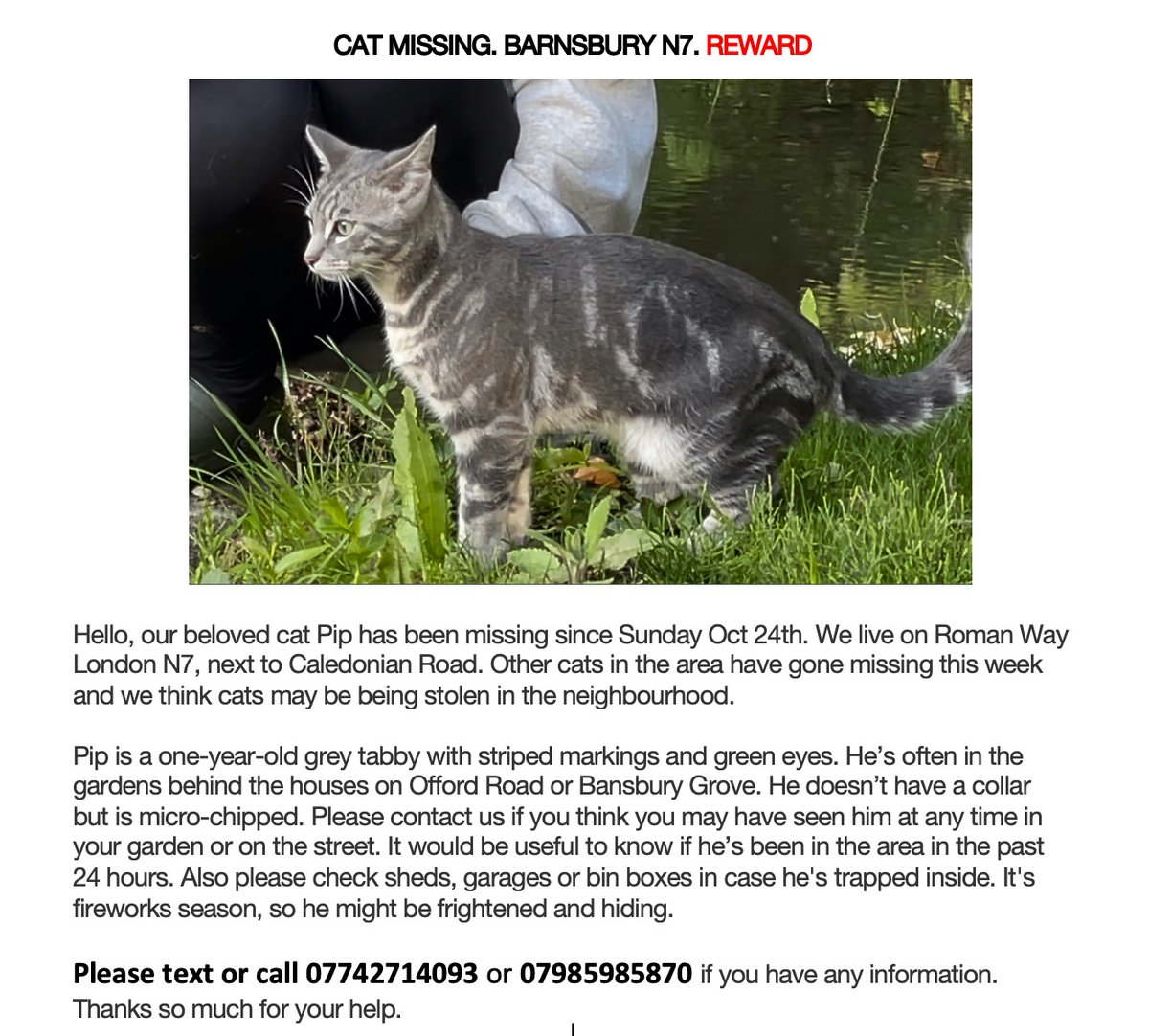 Twitty_Raph's tweet photo. @MissingPetsGB This is Pip, he went missing on 25th October in the early hours in Caledonian Road and Barnsbury. He is chipped. REWARD. Please let us know if you have seen him. He is very loved. https://t.co/P6UK4Dpv3I