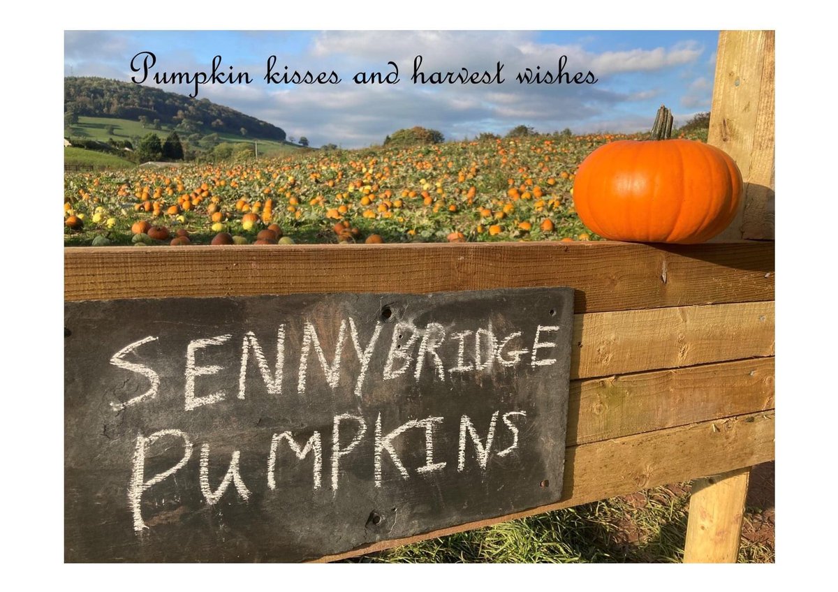 stellaowenphill's tweet photo. It’s #NationalPumpkinDay our British farmers have adapted businesses to welcome people into their fields. We went to Sennybridge Pumpkins who have the most amazing show of homegrown pumpkins. #pyopumpkins #wholesalepumpkins #somanygrew https://t.co/lO2b3IZZT0