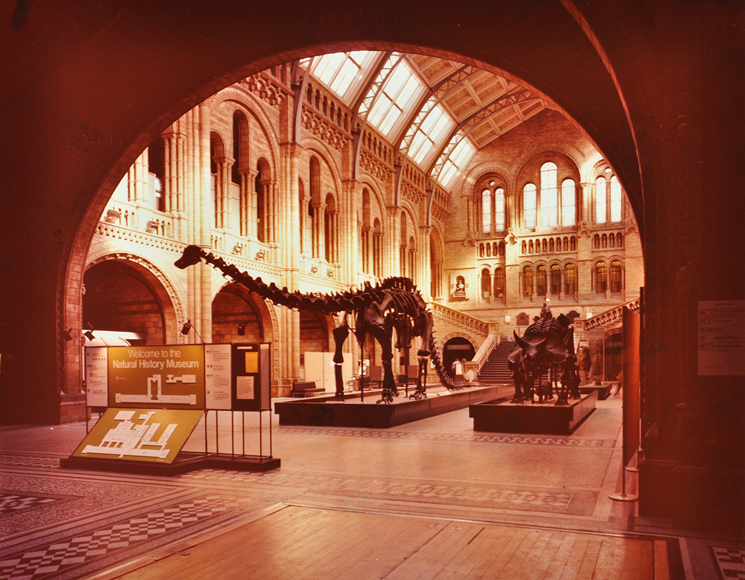 TheLdnArchives's tweet photo. There are so many amazing and unusual animals in the world. Which one is your favourite and why?
You can see this image and more on the London Picture Archive > https://t.co/0ngNmIoK4i
#HBAHEnvironment #ExploreArchives #1982 #NationalHistoryMuseum #Animals #Dinosaurs https://t.co/Z0JotMZkcH