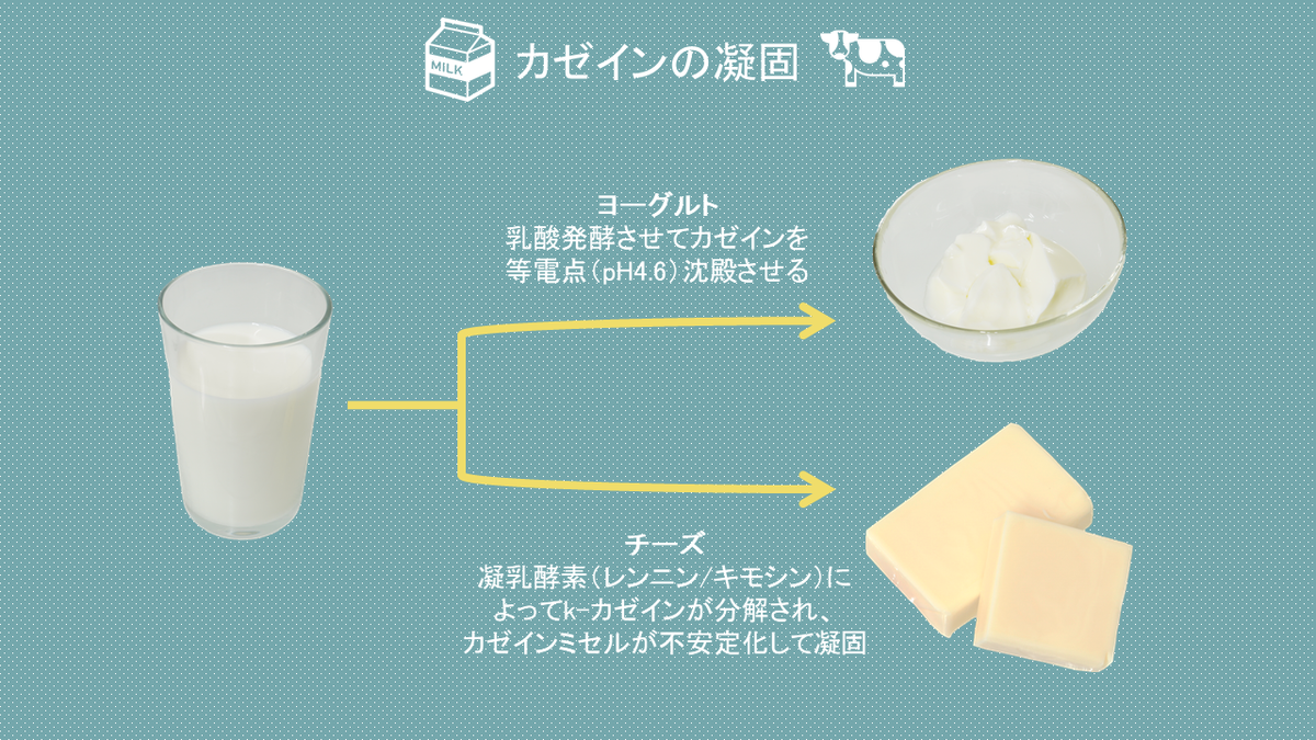 そざい屋さん 管理栄養学生 On Twitter ヨーグルトとチーズ どちらも牛乳が原料ですが 見た目も味も全然違いますよね 作り方の違いとして カゼインの凝固方法が異なるんです また カゼインは熱に安定であるため 100 以下の加熱ではほとんど変性しないという
