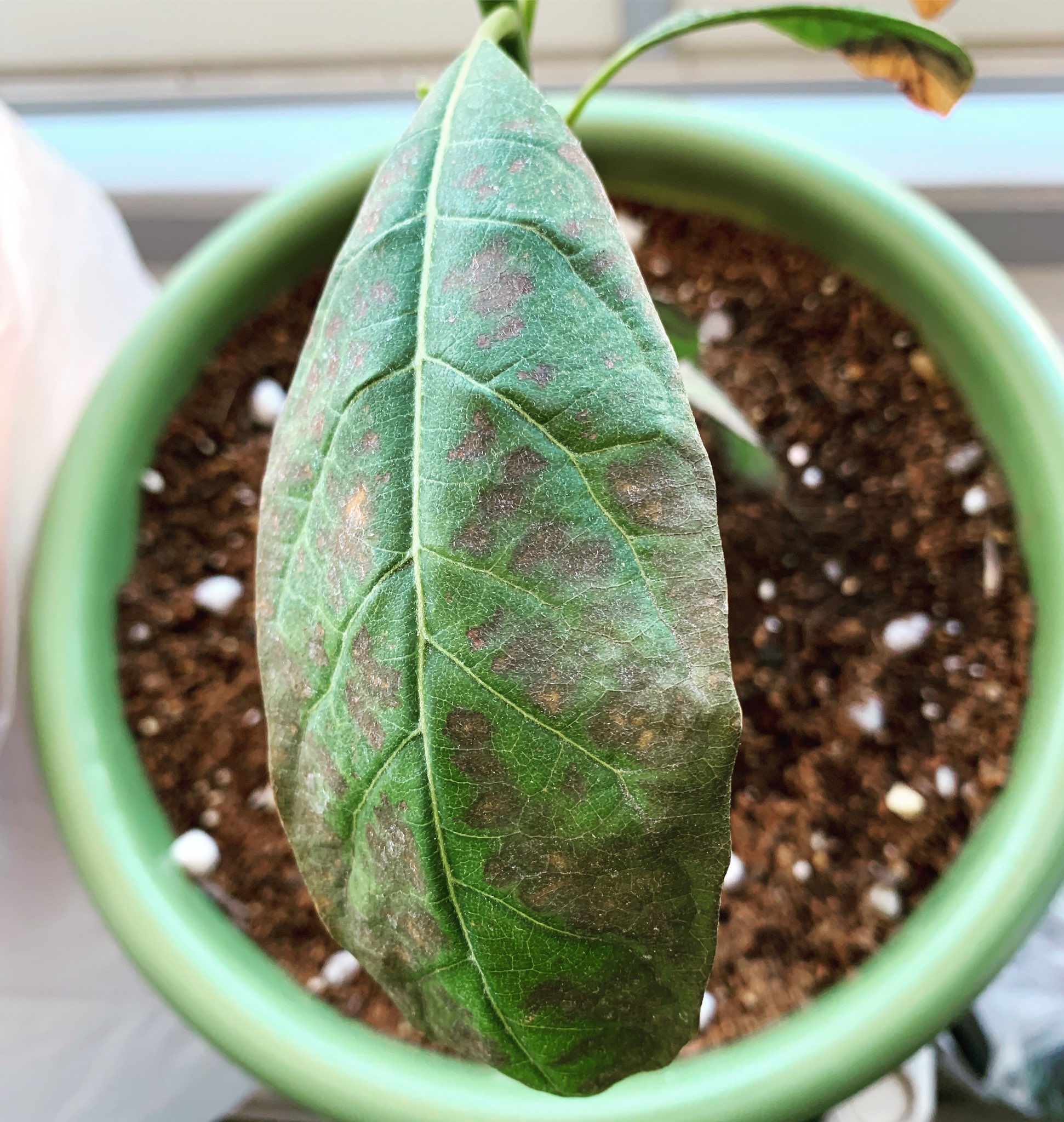 Loadoff Inc 葉が黒ずむアボカド1号 調べると炭疽病の可能性が 少し前の様な長雨に発生しやすく アボカド 自身もかかりやすい病気のようです 最後の抵抗で殺菌剤を撒き 悪い葉は取って様子見です 炭疽病 Loadoff Loadoff農学部 水耕栽培 家庭