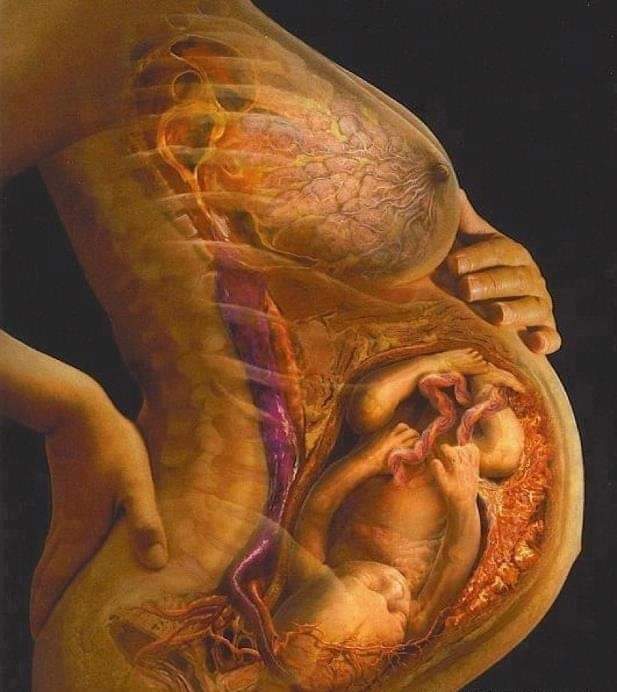 sadyaalima's tweet photo. Que le tout puissant nous accorde ce miracle ...Mach'Allah❤

"Ensuite, Nous avons fait du sperme **une adhérence**; et de l'adhérence Nous avons créé un embryon; puis, de cet embryon Nous avons créé des os et Nous avons revêtu les os de chair. 👇 https://t.co/NqwDHmS1Ri
