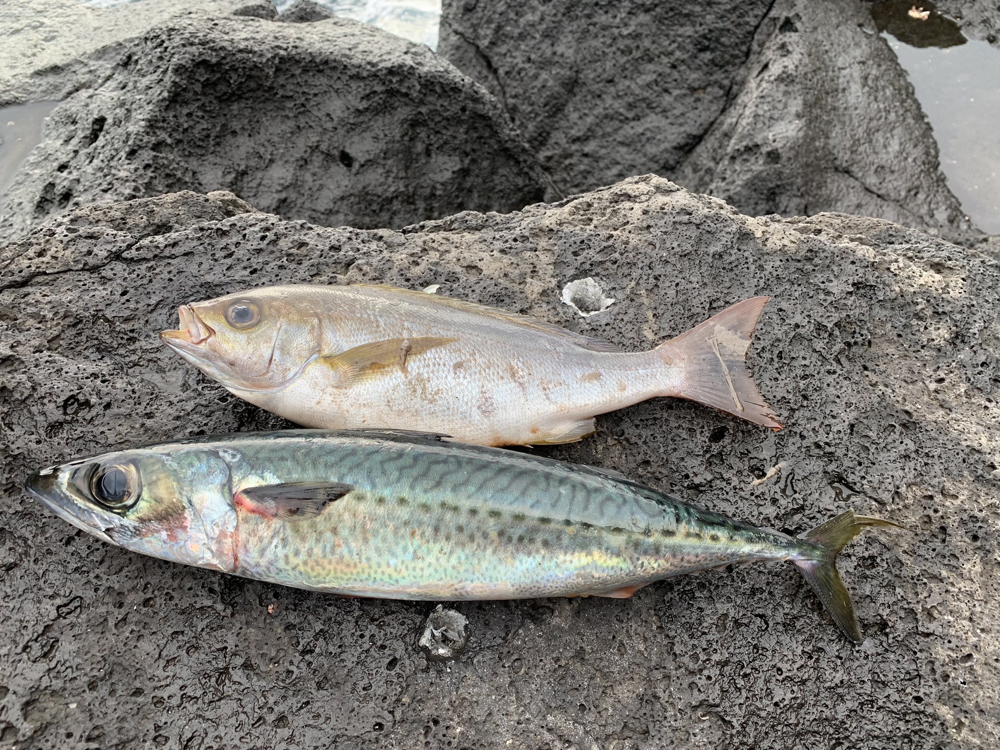 釣りサボテン 東伊豆地磯 遠投カゴ釣り はい貧果 サバ地獄に堕ちてイサキは1尾だけ O サバ は45 ほどの脂乗ってそうな個体が1尾だけ釣れたのでそれだけお持ち帰りー 地磯から釣るサバってパサパサのしか食べたことないんですけど 旬はいつ頃なんで