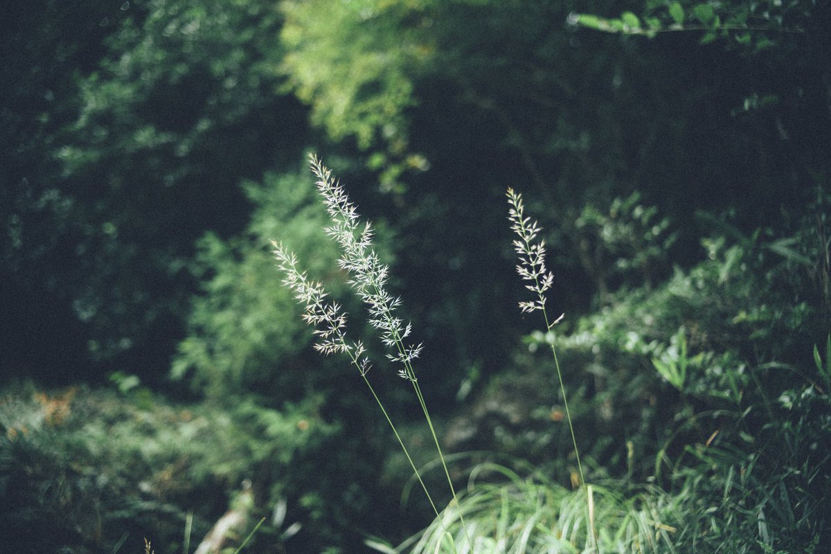 minPM12's tweet photo. 新しいレンズの試し撮り

Angenieux 35-70mm F2.5-3.3 https://t.co/Dc8JJys6wV