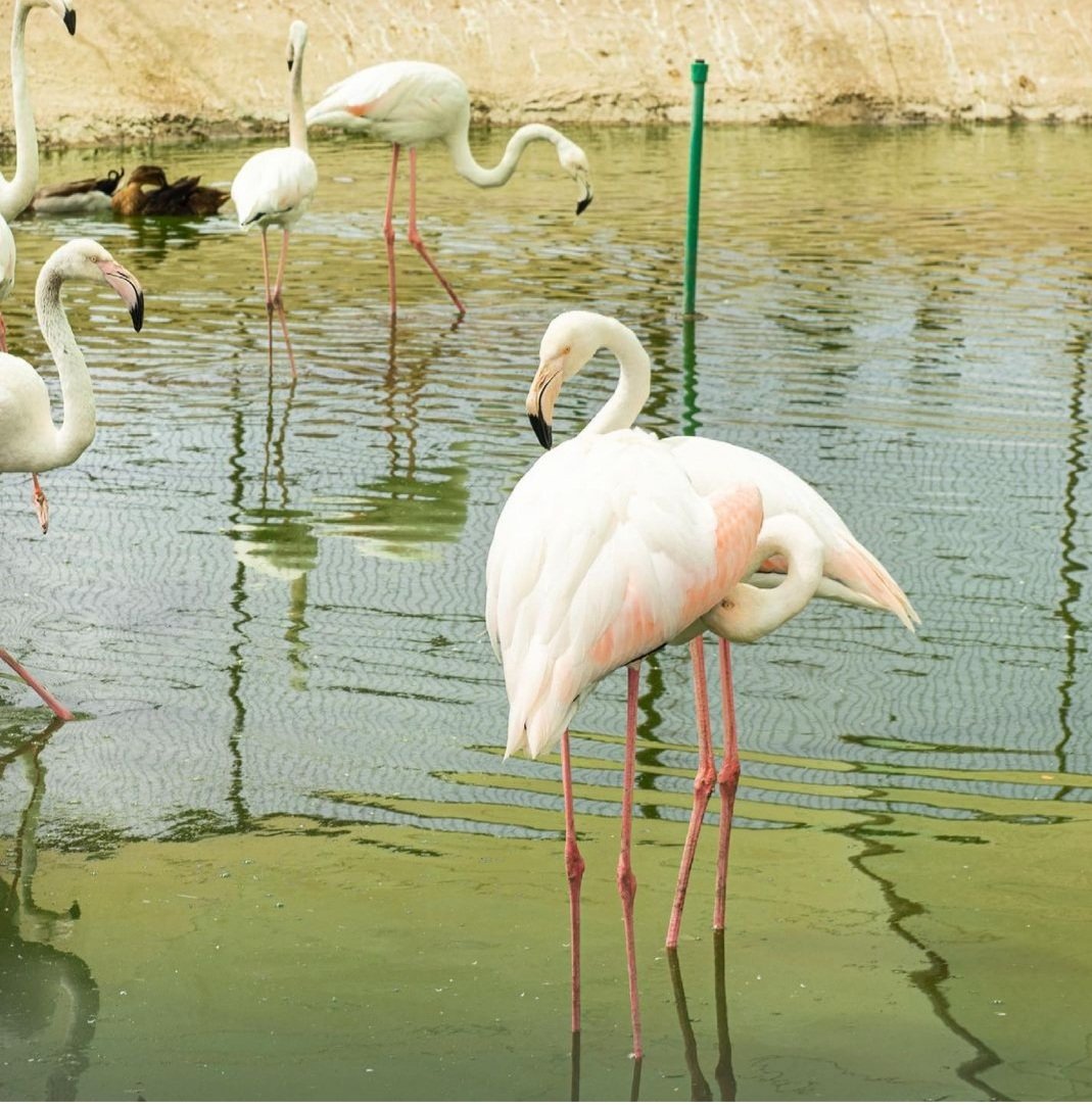 GalleryTweeter's tweet photo. Say Hello to this beautiful Flamingo..they are as beautiful as they are entertaining โค
#photography
#TweeterGallery
#gallery https://t.co/cjO5ijKxP4