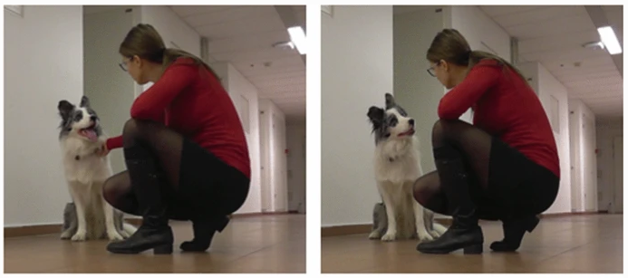 Dogs tilt their heads when processing meaningful stimuli. When listening to humans verbally request a familiar toy, only dogs that had learned the toy's name tilted their heads frequently. Direction of the head-tilts was individually consistent over time. link.springer.com/article/10.100…