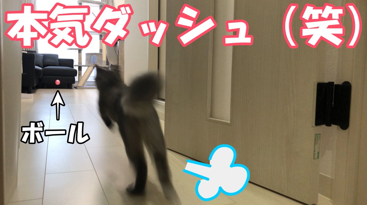 Chloeu30's tweet photo. 子猫とボールで遊んだら本気出してきた😂（笑）

https://t.co/WCKXsTc2wB https://t.co/Y67n5sUCSi