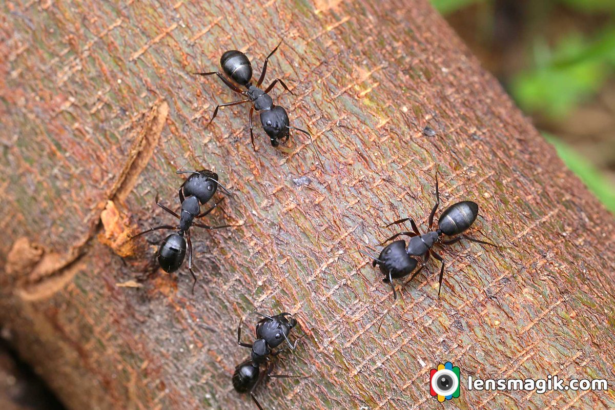 np_photographer's tweet photo. Big Black Ant https://t.co/NRb0zuJdFu Miniatures #bigblackant #blackant #carpenterant #antmacro #howtogetantrid #giantant #antbite #antmacro #macrophotography #miniatureworld #insects #insectmacro #wildlifephotography https://t.co/SHjTdX9z9S