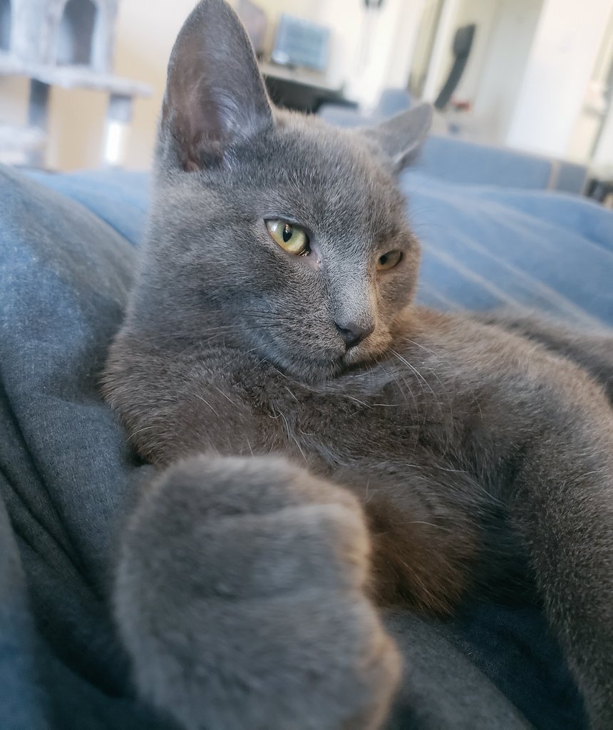 Krale_Official's tweet photo. Brought home a new cat son and studio assistant last month 🥰

His name is Kaiba ❤ https://t.co/mQkR1TS8Je