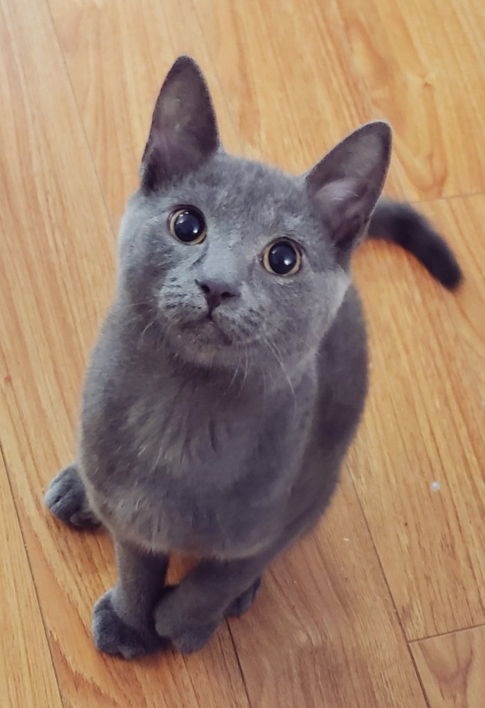 Brought home a new cat son and studio assistant last month 🥰

His name is Kaiba ❤