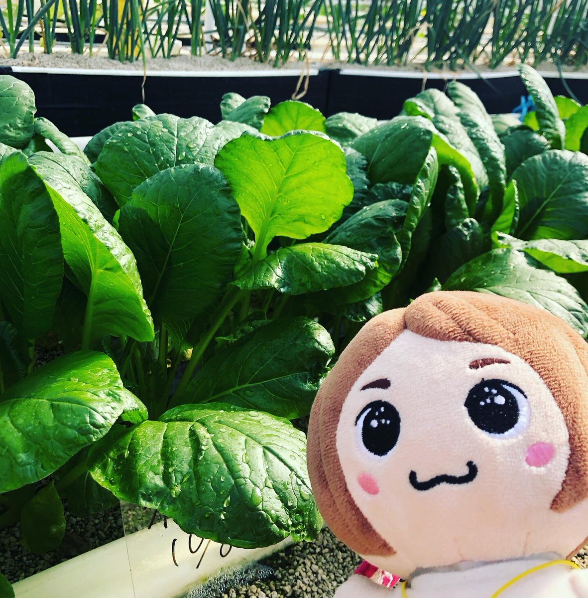 tavirachan's tweet photo. 秋の日本旅行ファームにやってきました🥬
日本旅行ではこの春から育てた野菜を、こども食堂へ寄付する活動を続けています！
笑顔の数が、増えると嬉しいな✨✨✨

#日本旅行ファーム 
#こども食堂 
#わーくはぴねす農園 
#エスプールプラス
#日本旅行 
#sdgs https://t.co/IRLt2Vdw8j