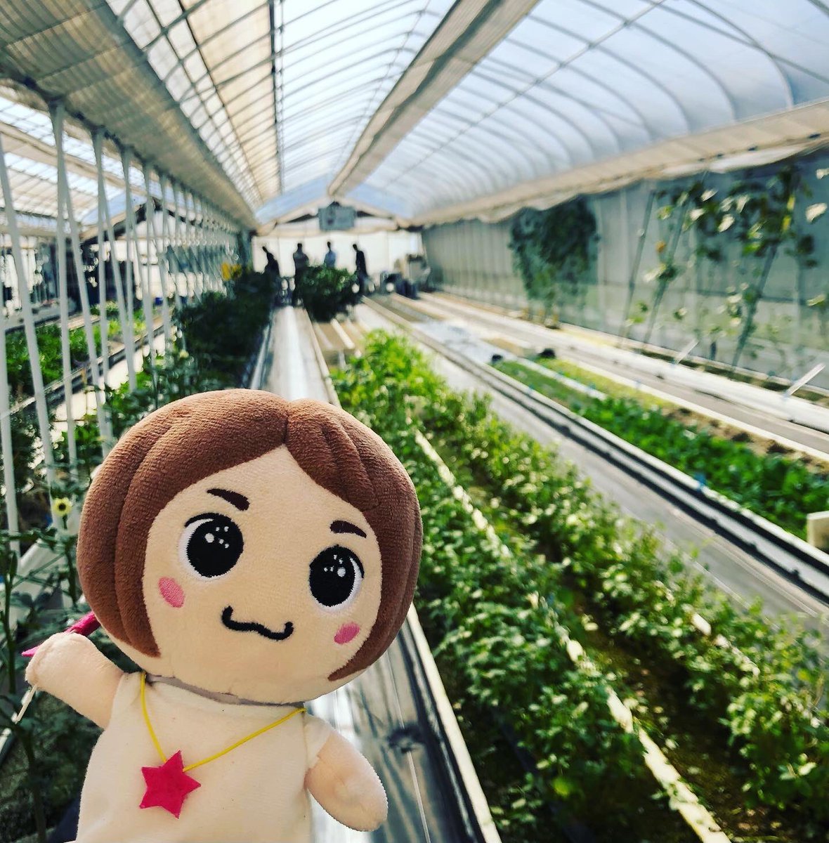 tavirachan's tweet photo. 秋の日本旅行ファームにやってきました🥬
日本旅行ではこの春から育てた野菜を、こども食堂へ寄付する活動を続けています！
笑顔の数が、増えると嬉しいな✨✨✨

#日本旅行ファーム 
#こども食堂 
#わーくはぴねす農園 
#エスプールプラス
#日本旅行 
#sdgs https://t.co/IRLt2Vdw8j