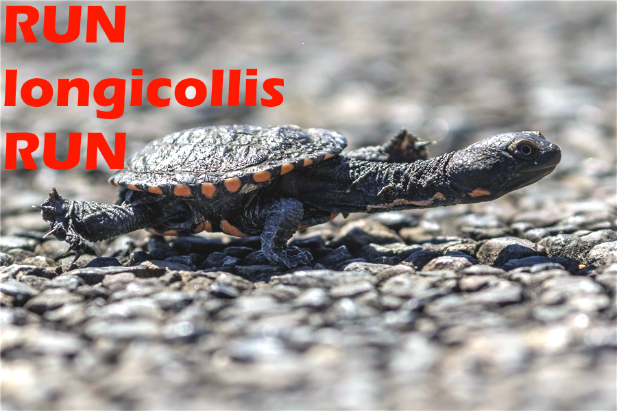 Prof_TurtleAU's tweet photo. #TurtleSAT #1MillionTurtles
Hatchling Eastern Long Neck, Chelodina longicollis #RunLongicollisRun https://t.co/AcK1KFL6bM