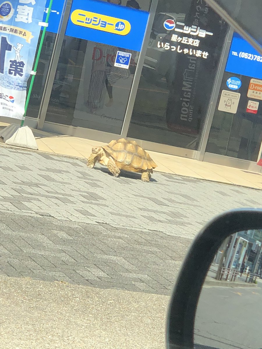 FROGCLOVER's tweet photo. 星ヶ丘でカメ散歩してた🐢 https://t.co/hl0AKJC6ok